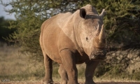 رحيل أكبر وحيد قرن بحدائق أميركا الشمالية