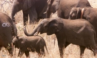 موزامبيق تفقد نصف أفيالها