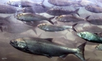 الحرارة تهدد حياة أسماك سالمون