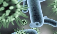 علماء بريطانيون يكتشفون فيروساً 'يأكل' البكتيريا