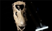 العثور على بقايا ديناصور مفترس عملاق في أمريكا