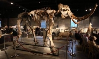 جهود لاستنساخ حيوان الماموث بعد قرون من انقراضه