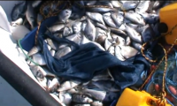 اصطياد 2 طن ونصف من أسماك الدنيس على شاطئ بحر مدينة يافا