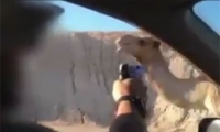 فيديو: جنديان اسرائيليان يطلقان النار على جمل