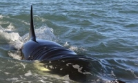 دراسة: إناث الحوت القاتل تعيش طويلا بعد توقفها عن الانجاب