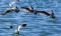 كيف تحدد الطيور اتجاهاتها فوق البحار؟
