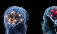 دراسة تكشف الفارق المذهل بين دماغ الرجل أم المرأة 