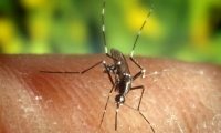 تطوير جينات البعوض للقضاء على الملاريا
