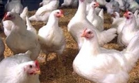 مليون دجاجة مصابة بفيروس سلامونيا