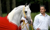 العكي المغترب في الدنمارك علي سواعد يفوز بالمرتبة الاولى بجمال الخيول العربية في عمان