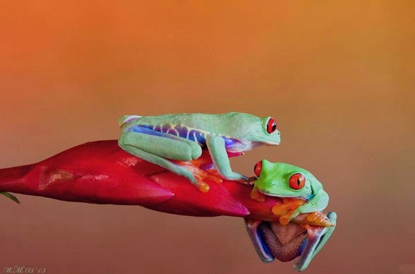 عالم الضفادع الملونة غاية في الروعة بعدسة مصورة هولندية