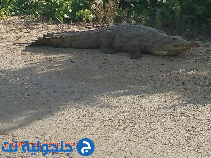 تمساح يتجول في شوارع بيت حنانيا بمنطقة زخرون يعقوب  