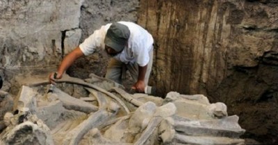 العثور على بقايا ماموث في المكسيك عمرها 14 ألف عام