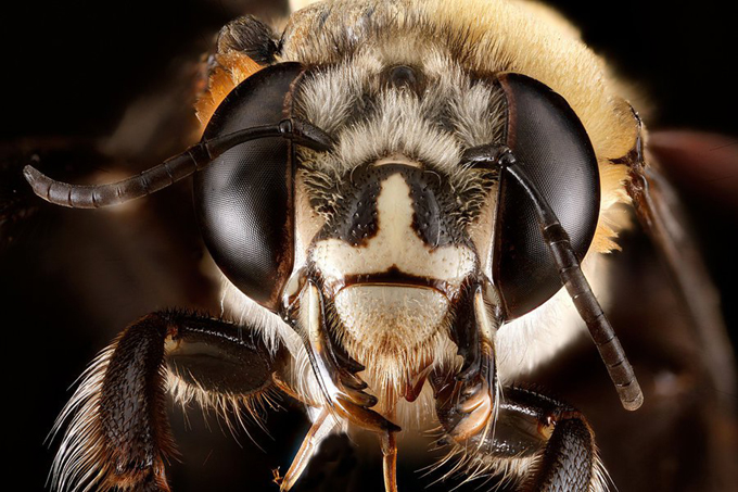 تعرف على الكائنات الأكثر تنظيماً على الأرض.. النحل
